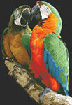 2022 Macaws
