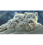 3507 Snow Leopard Cubs