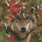 3510 Autumn Encounter Wolf Cross-stitch