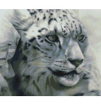 3801 Solitary Watch - Snow Leopard