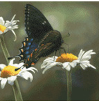 7309 Swallowtail Butterfly Cross-stitch