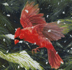 9820 Finding Refuge-Red Cardinal