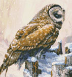 9830 Winter Barred Owl