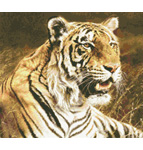 9842 Royal Bengal Tiger