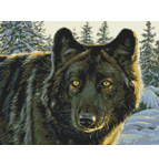 9856 Black Wolf