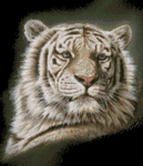 9871 Portrait of a White Tiger