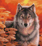 9942 Gaze- Grey Wolf at Sunset