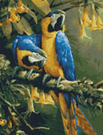 9944 Blue Gold Macaws
