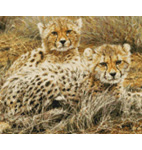 9962 Little Princesses - Baby Cheetahs
