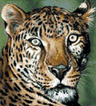 JW-033 Sheba the Leopard