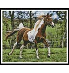 2056 Arabian Horse - Cross Stitch KIT $15