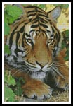Bengal Tiger 3 - Cross Stitch Chart