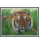 Bengal Tiger in Grass - Cross Stitch Chart