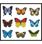 Butterfly Sampler - Cross Stitch Chart