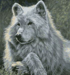 GAW-001 Spring Break - Grey Wolf
