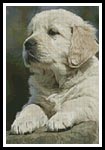 Golden Retriever Puppy - Cross Stitch Chart