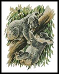 Koala Argument - Cross Stitch Chart