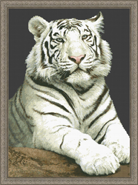 2021 The Stare- White Tiger - Click Image to Close
