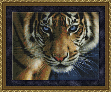 3501 Blue Eyes- Tiger - Click Image to Close