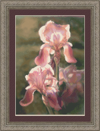 7307 Sunlit Irises - Click Image to Close