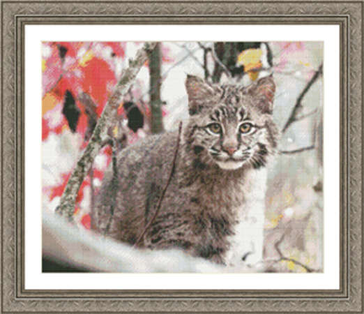 9744 Bobcat Mischief Counted Cross-stitch - Click Image to Close