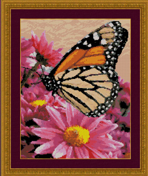 DAW-009 Monarch Beauty - Click Image to Close