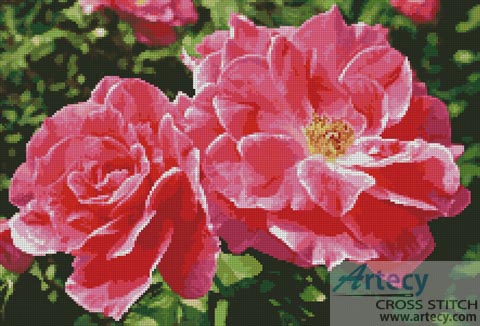 Rose Photo - Cross Stitch Chart - Click Image to Close