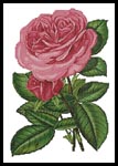 Pink Roses Print - Cross Stitch Chart