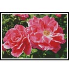 Rose Photo - Cross Stitch Chart