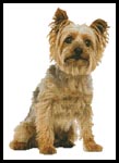 Silky Terrier - Cross Stitch Chart