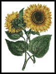 Sunflowers - Cross Stitch Chart