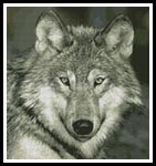 Wolf Close Up - Cross Stitch Chart