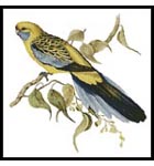 Yellow Rumped Parakeet - Cross Stitch Chart