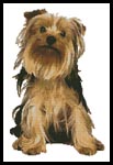 Yorkshire Terrier - Cross Stitch Chart